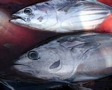 鰹魚