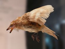 伊比利亞鳥