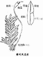 鳳尾蘚屬