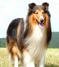 柯利犬