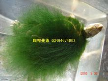 龜背基枝藻