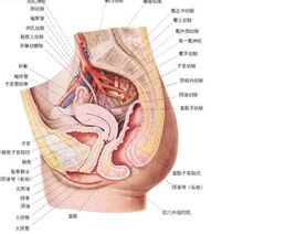 女性生殖器
