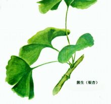 合軸分枝