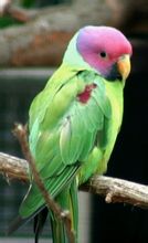 紫紅頭鸚鵡