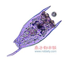 裂足輪蟲