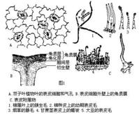 保護組織