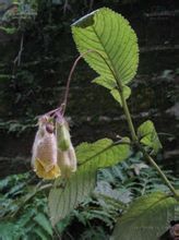 紫花苣苔屬