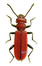 扁甲科