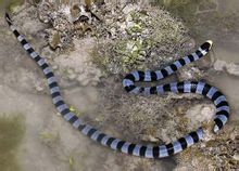 藍灰扁尾海蛇