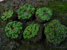 錢苔屬