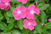長春花