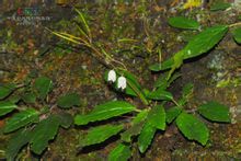 石山苣苔屬