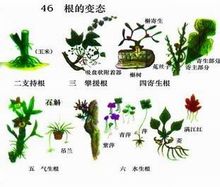 寄生根