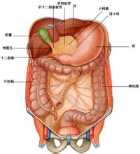 为位於肝脏脏面的横沟与十二指肠球部之间,左接肝胃韧带,右侧游离,后