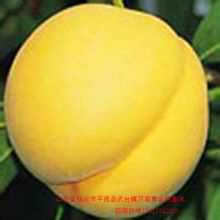 黃金桃