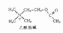 乙酰膽鹼
