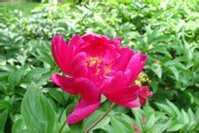 紅芍藥
