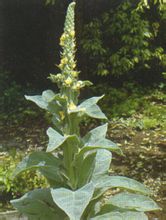 毛蕊花