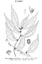 新寧樓梯草