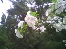 梨花白