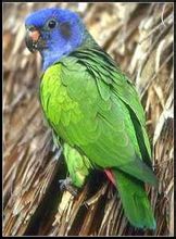 藍頭鸚鵡