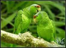 綠頰亞馬遜鸚鵡