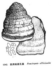 藥用擬層孔菌
