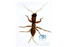 中華蛩蠊