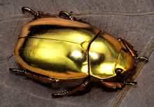 金甲蟲：中美洲哥斯達黎加的稀奇生物