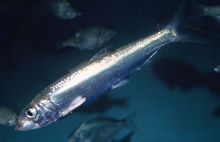 遠東擬沙丁魚