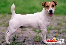 身高:最高36厘米 英文名: jack russell terrier 品种: 梗犬 性格特