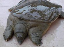 甲魚