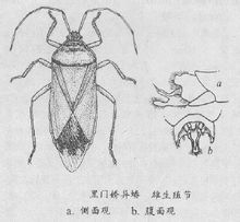 黑門嬌異蝽