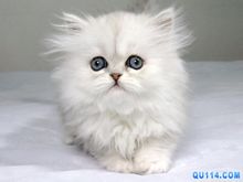 波斯貓:貓科動物