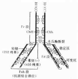 提高免疫力:免疫學用語