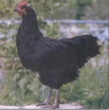 峨眉黑雞