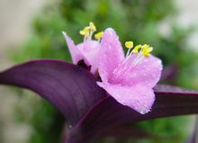 紫葉草