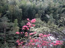 翡翠谷:安徽黃山景點