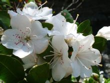 杜鵑花目