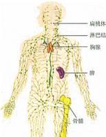 免疫系統