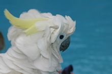 藍眼鳳頭鸚鵡