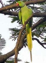 環頸鸚鵡