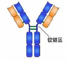 鉸鏈區
