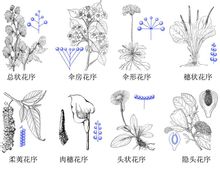 無限花序