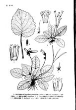 筒花苣苔屬