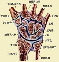 手舟骨