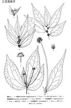 長苞樓梯草