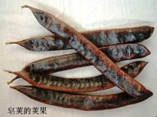 莢果