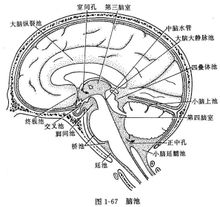 腦池