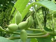 胡桃木